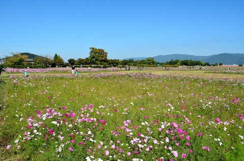 秋ゾーン　コスモス花園