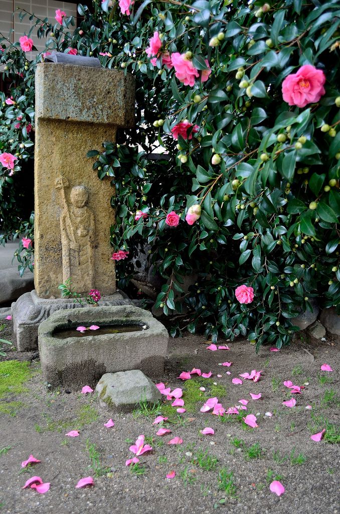伝香寺の散り椿 武士椿 探訪 あおによし