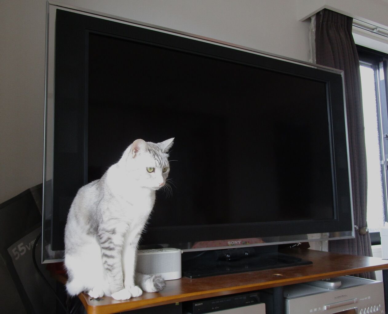 テレビ買い替え : さくの家電のーと