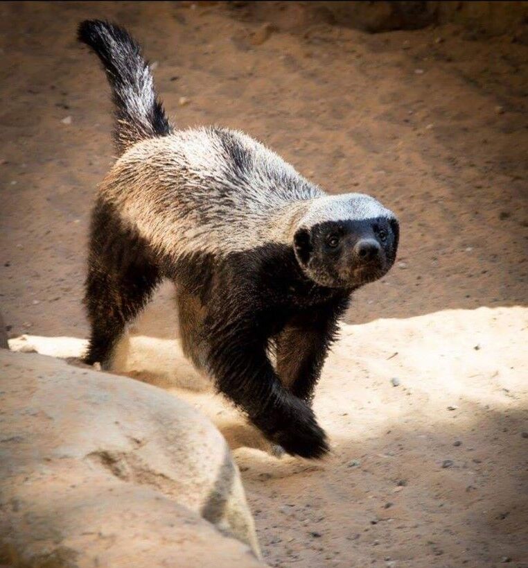 動物との距離が近すぎる？ デンジャラスゾーンの真実とその影響