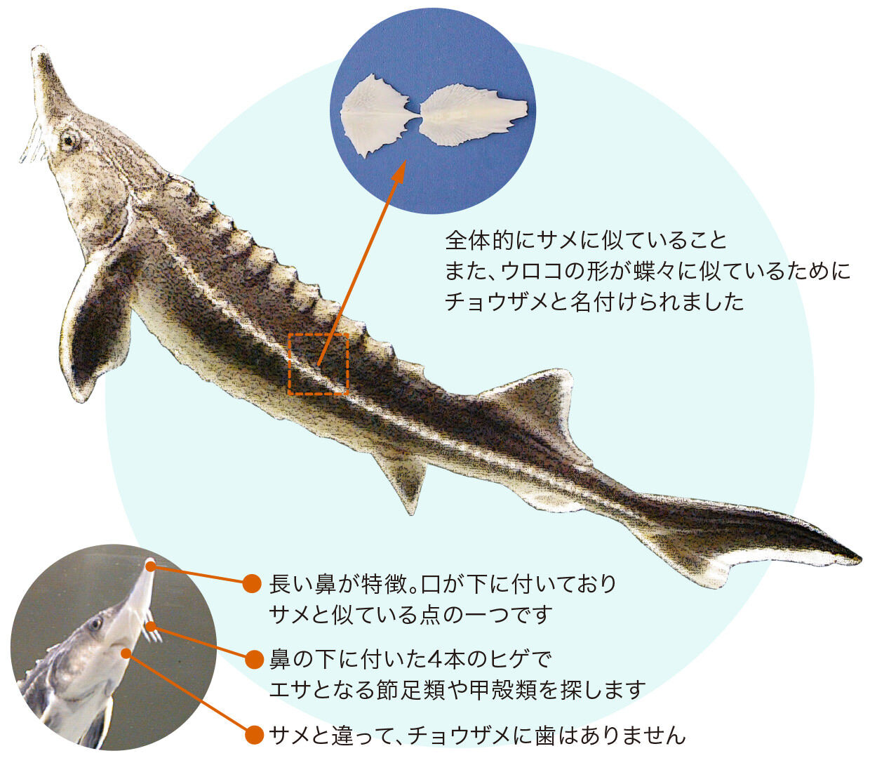 富山と東京の美食コラボ： 特製ディナーで味わうせた水ダコと自家製キャビアの魅力