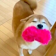 柴犬ドラマ『シバのおきて』の裏側と期待の声