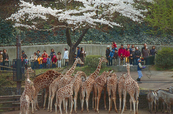 夜の多摩動物公園での特別体験：サマーナイト＠ＴａｍａＺｏｏレポート