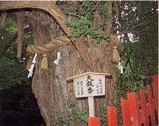 ginkgo