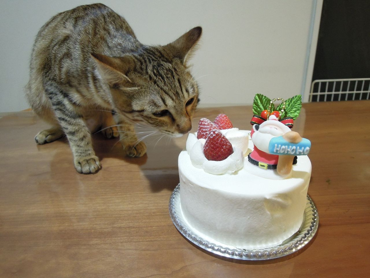 Toeicat問題 その11 古澤が Toeicと洋書と ときどき猫 を語ります Toeicat問題 その11 古澤が Toeicと洋書と ときどき猫 を語ります