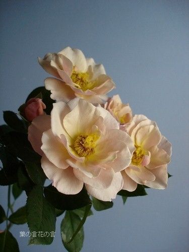 スプレーバラ チョコレンジ 葉の言 花の言