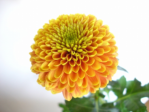 ピンポンマム ジェニーオレンジ 葉の言 花の言