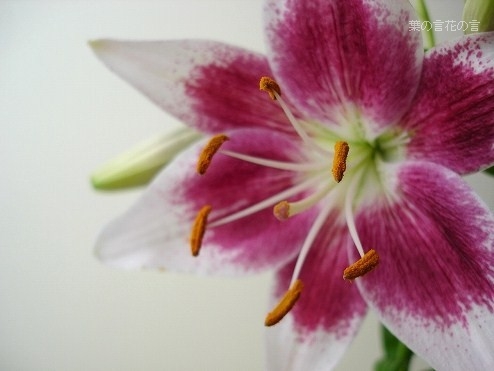 スカシユリ ストロベリー クリーム 葉の言 花の言 スカシユリ ストロベリー クリーム 葉の言 花の言