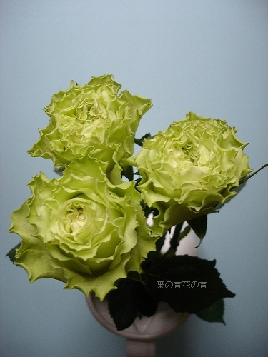 バラ スーパーグリーン 葉の言 花の言