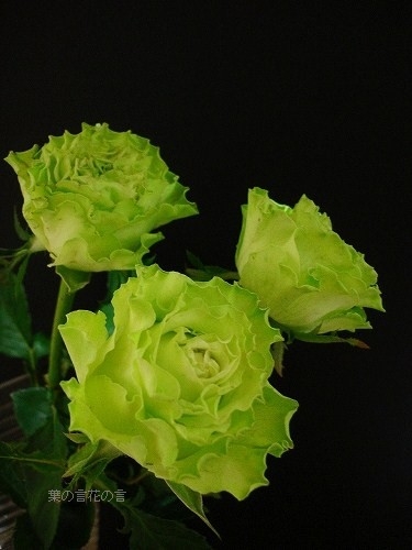 バラ スーパーグリーン 葉の言 花の言