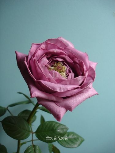 バラ ヴァーズ 葉の言 花の言 バラ ヴァーズ 葉の言 花の言
