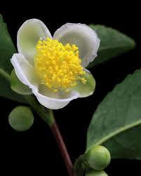 Camellia_sinensis_Benifuki