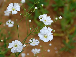 gypsophila_n04