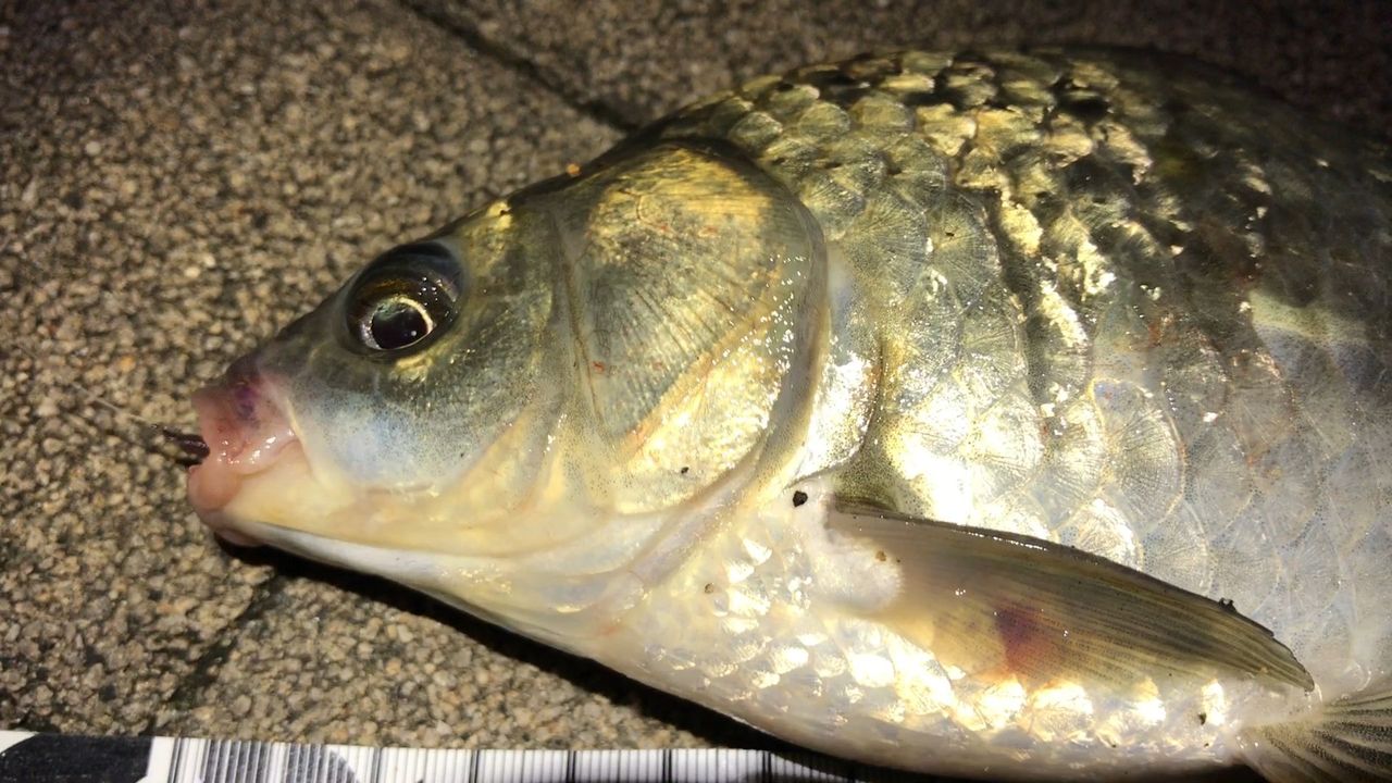 ヘラブナ へらぶな 釣り 夜釣り 埼玉 川越 用水路 営業s です Youtube はじめました クリック ヘラブナ へらぶな 釣り 夜釣り 埼玉 川越 用水路 営業s です Youtube はじめました クリック