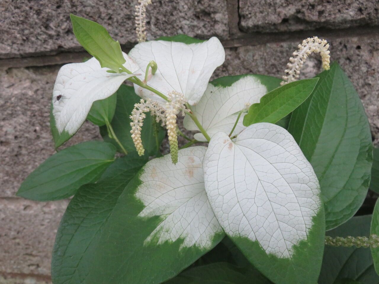 万緑の風景 ４ 梅雨明け 四季八景 壮快山ある記