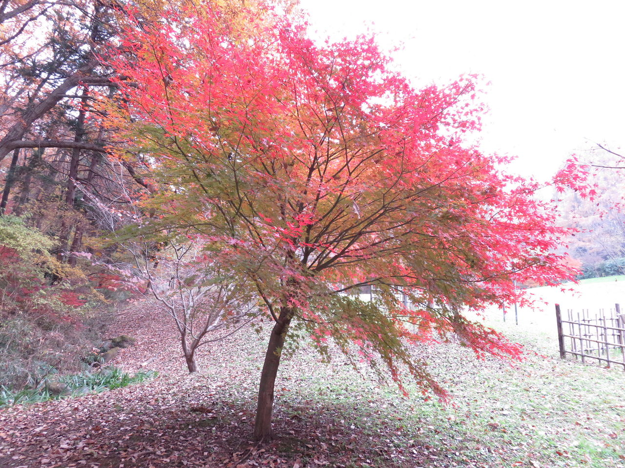 師走の風景 3 冬紅葉 四季八景 壮快山ある記 師走の風景 3 冬紅葉 四季八景 壮快山ある記