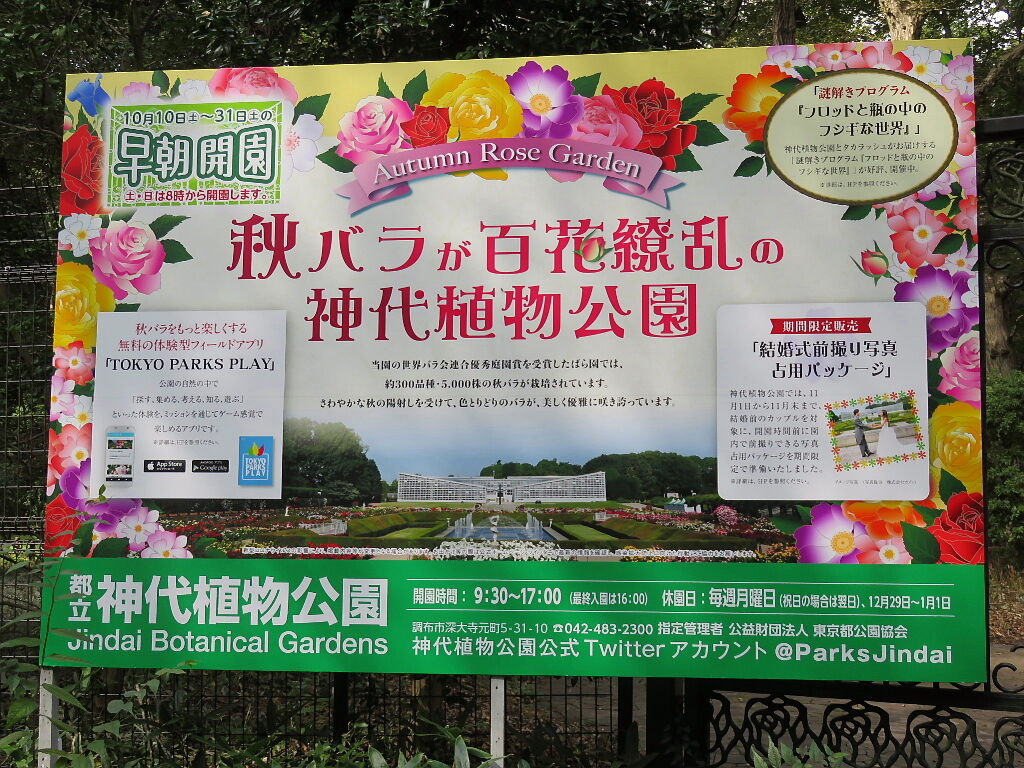 行秋の風景 ４ 秋バラ百花繚乱 四季八景 壮快山ある記