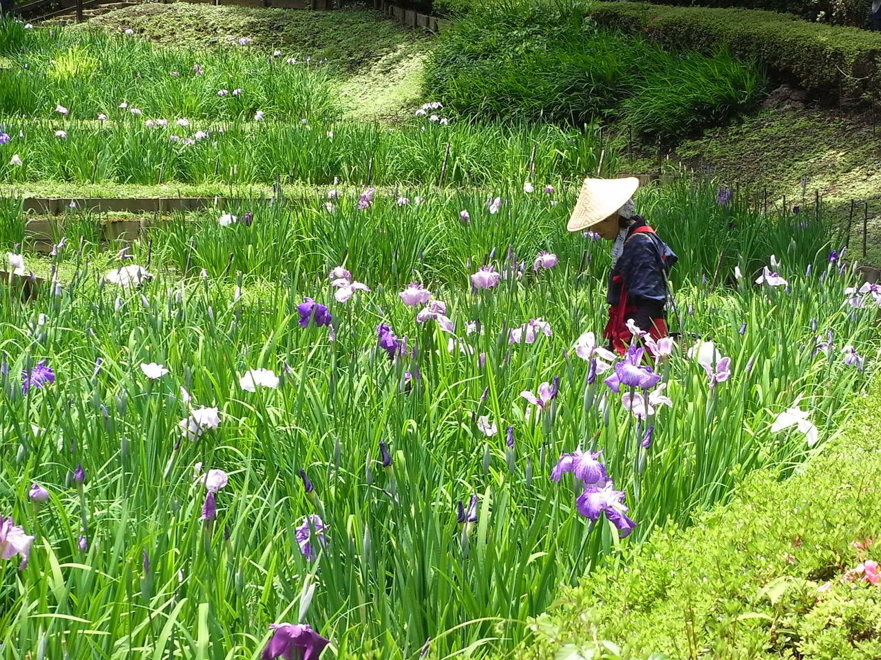 万緑の風景 2 花菖蒲 四季八景 壮快山ある記 万緑の風景 2 花菖蒲 四季八景 壮快山ある記