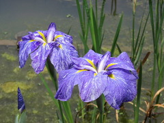 conv0028