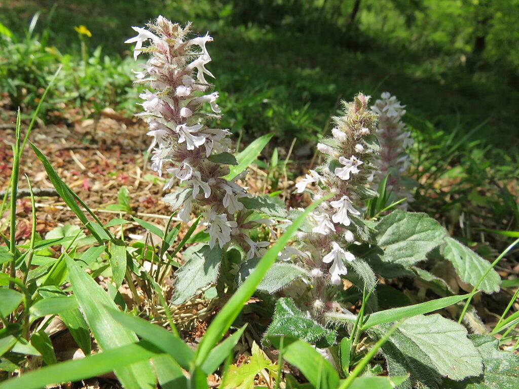 行春の風景 ３ 花の春 四季八景 壮快山ある記