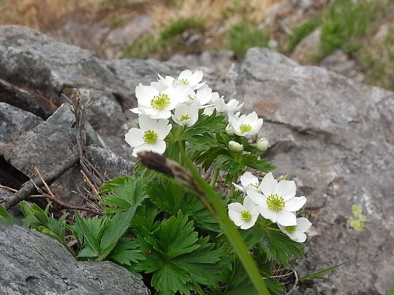大展望と高山植物の宝庫 谷川岳へ その3 四季八景 壮快山ある記