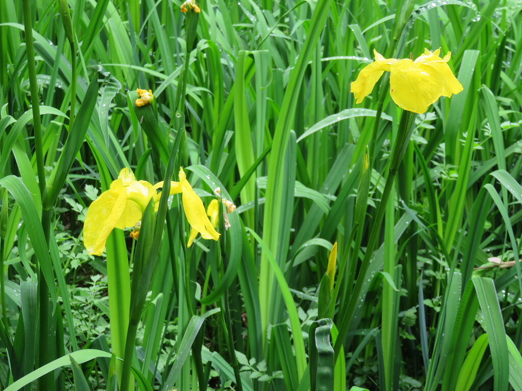 行春の風景 ３ 花の春 四季八景 壮快山ある記