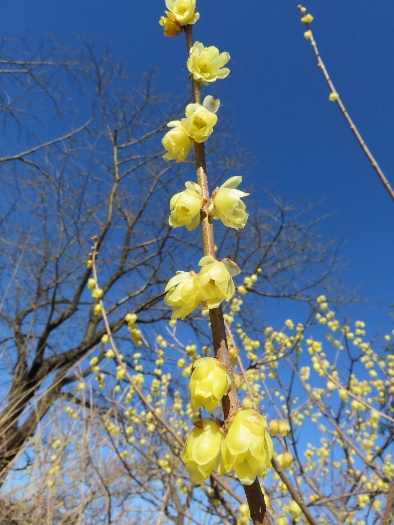 新春の風景 ３ ロウバイの小径 四季八景 壮快山ある記