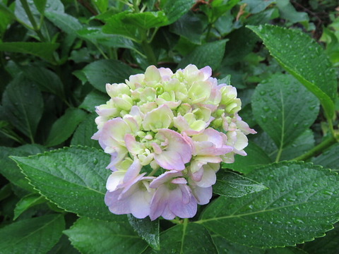 conv0025