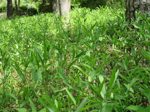 conv0034