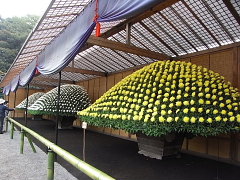 四季八景 壮快山ある記:小春の風景（5）ー菊花壇展