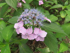 conv0003