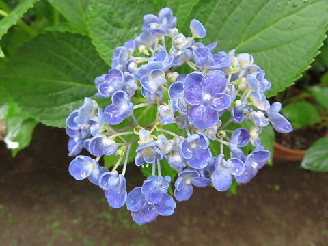 conv0004