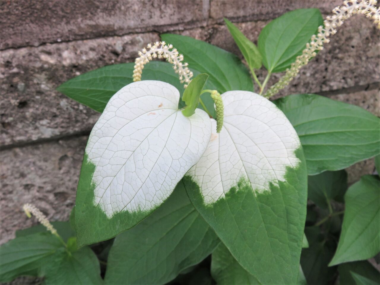 万緑の風景 ４ 梅雨明け 四季八景 壮快山ある記