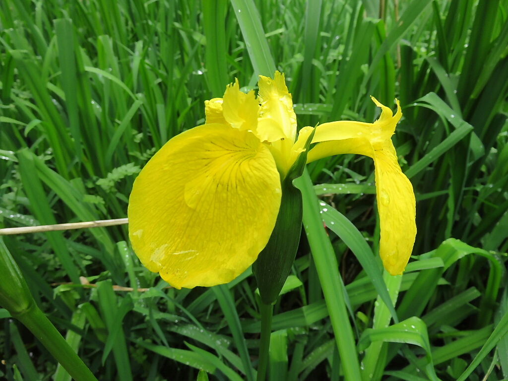 行春の風景 ３ 花の春 四季八景 壮快山ある記
