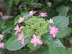 conv0004
