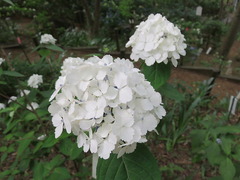 conv0022