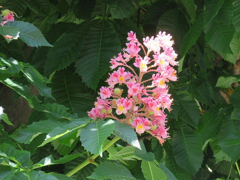 conv0006