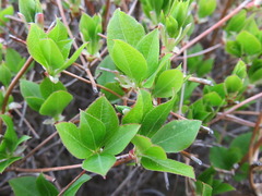 conv0015