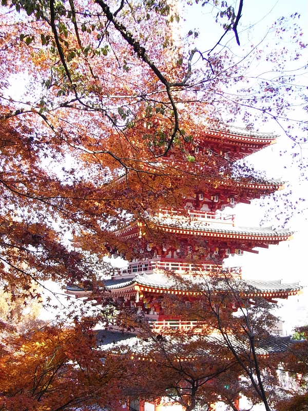 小春の風景 5 高幡不動尊 もみじまつり 四季八景 壮快山ある記 小春の風景 5 高幡不動尊 もみじまつり 四季八景 壮快山ある記