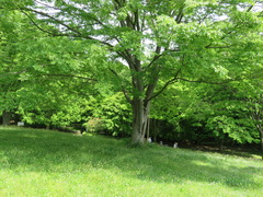 conv0051