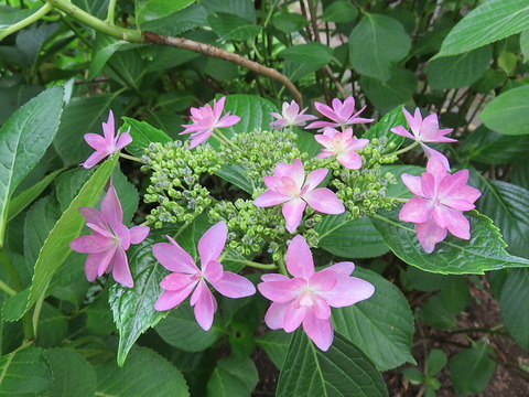 conv0005