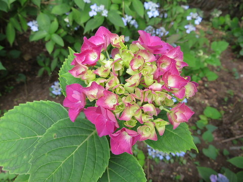 conv0006