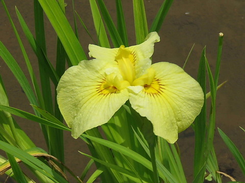 conv0029
