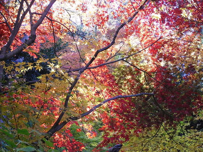 小春の風景 5 高幡不動尊 もみじまつり 四季八景 壮快山ある記 小春の風景 5 高幡不動尊 もみじまつり 四季八景 壮快山ある記