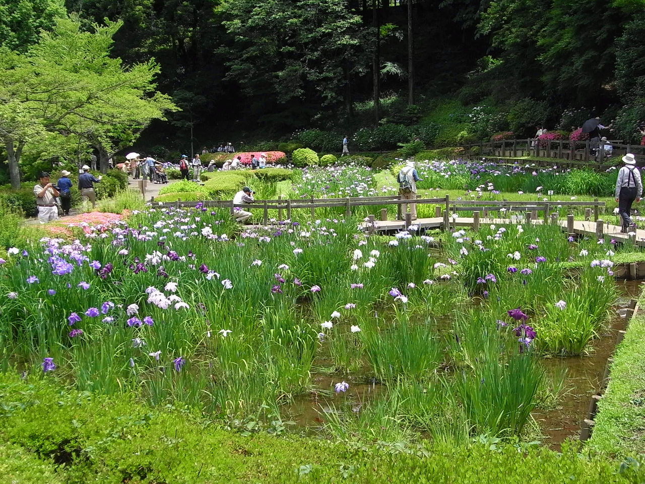 万緑の風景 2 花菖蒲 四季八景 壮快山ある記 万緑の風景 2 花菖蒲 四季八景 壮快山ある記