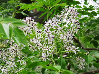 conv0017