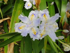 conv0019