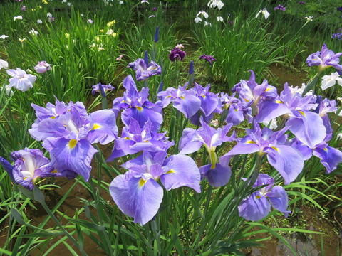 conv0015