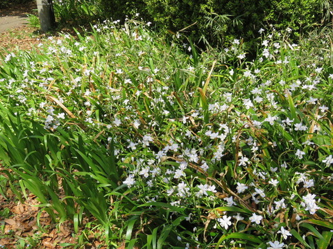 conv0035