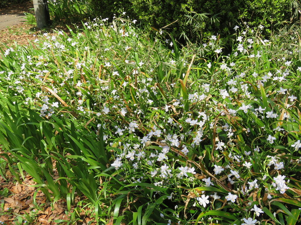 行春の風景 ３ 花の春 四季八景 壮快山ある記